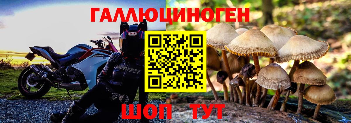 Галлюциногенные грибы Psilocybine cubensis Нерюнгри